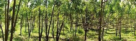 Nim, defensivo agrícola que protege as plantações.