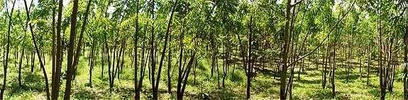 Nim, defensivo agrícola que protege as plantações.