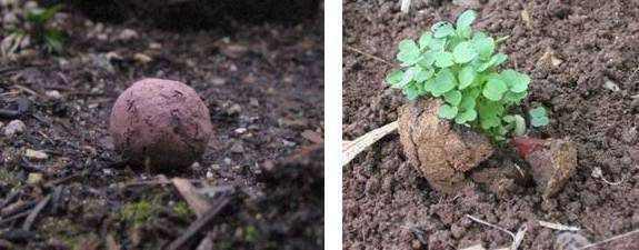 Bombas de Semente – aprenda a fazer a sua e participe do “exército verde”