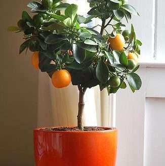 Proteja suas plantas com receitas caseiras
