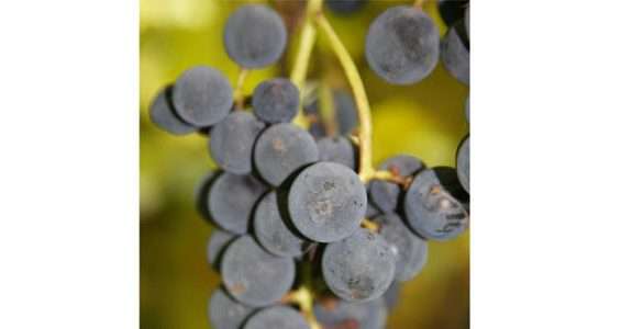 Organizações européias estudam regulamentação viticultura orgânica