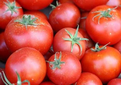 Tomates acoecológicos: redução do custo de produção Tomates acoecológicos: redução do custo de produção