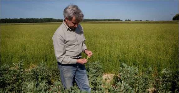 Fortes vendas de alimentos orgânicos atraem investidores