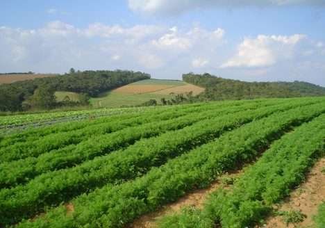 Ibiúna e a produção orgânica