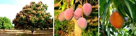 Agricultura biodinâmica ganha força