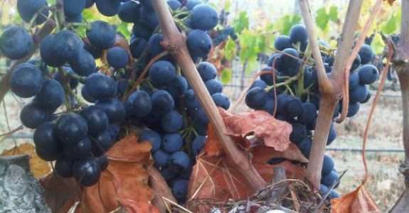 Vinhos orgânicos chilenos