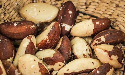 Castanha de Baru do Cerrado será destaque na maior feira de produtos orgânicos da Europa