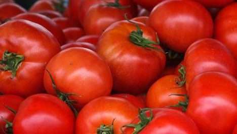 Consórcio cultural no manejo ecológico de insetos em tomateiro