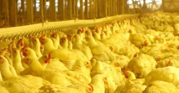 Investimentos em biomassa movimentam o Sul do país