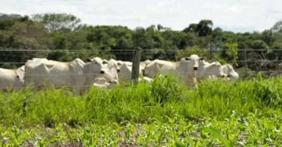 Integração Lavoura-Pecuária-Floresta