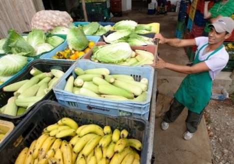 PR aumenta 284% quantidade de orgânicos na merenda PR aumenta 284% quantidade de orgânicos na merenda