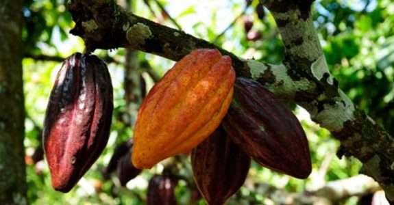 Páscoa com chocolates orgânicos