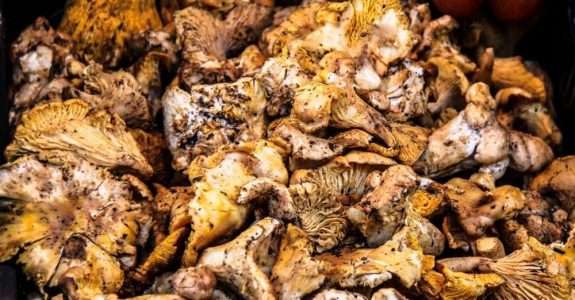 O bagaço para cogumelos