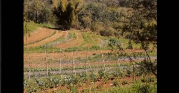 Globo Ecologia discute agricultura orgânica no Brasil