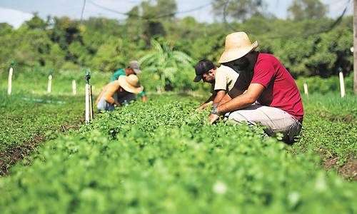 Agroecologia planta boas ideias e colhe equilíbrio