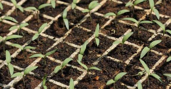 Legislação de sementes e mudas repercute no campo