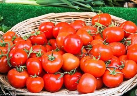 Pesquisa avalia desempenho do tomate orgânico Pesquisa avalia desempenho do tomate orgânico