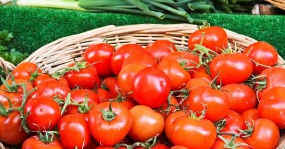 Pesquisa avalia desempenho do tomate orgânico