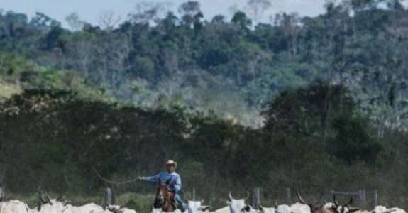 Gado orgânico produz carne, bolsas e sapatos sem destruir a Amazônia