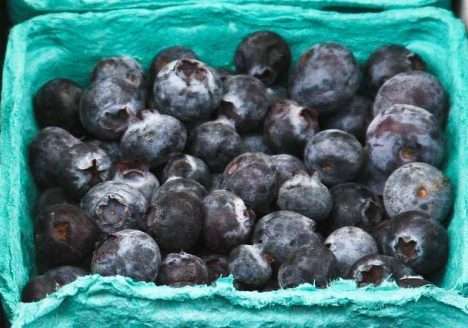 Conservação de mirtilo orgânico utilizando revestimento de fécula de mandioca