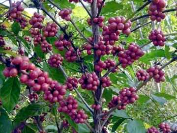 Cultivo agroecológico aumenta renda de cafeicultores Cultivo agroecológico aumenta renda de cafeicultores