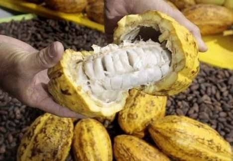 Produção orgânica incentiva ganhos de qualidade e renda Produção orgânica incentiva ganhos de qualidade e renda