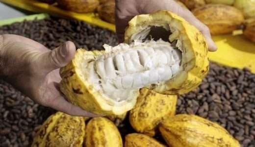 Produção orgânica incentiva ganhos de qualidade e renda