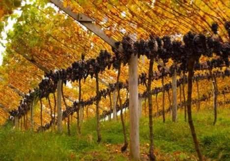 Feira Internacional do Vinho Orgânico terá edição online