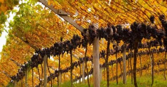 Feira Internacional do Vinho Orgânico terá edição online