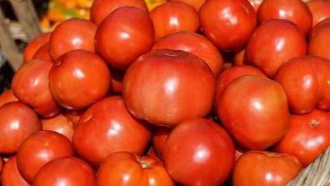 tomates
