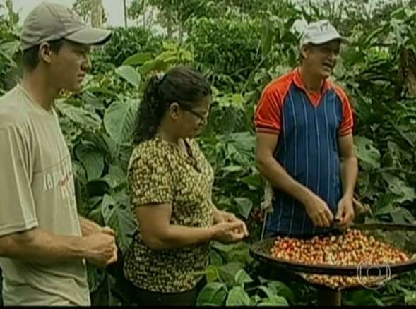 guarana