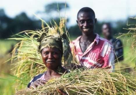 FAO lança Ano Internacional da Agricultura Familiar 2014 FAO lança Ano Internacional da Agricultura Familiar 2014