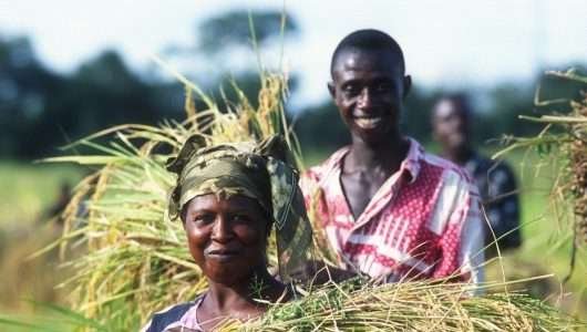 FAO lança Ano Internacional da Agricultura Familiar 2014