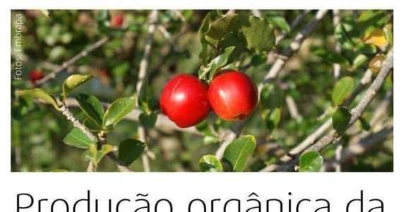 Acerola, Cultivar 366-Jaburu