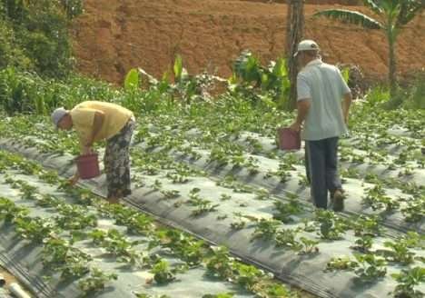 Produção de orgânicos no ES vai aumentar em 2014, diz governo Produção de orgânicos no ES vai aumentar em 2014, diz governo