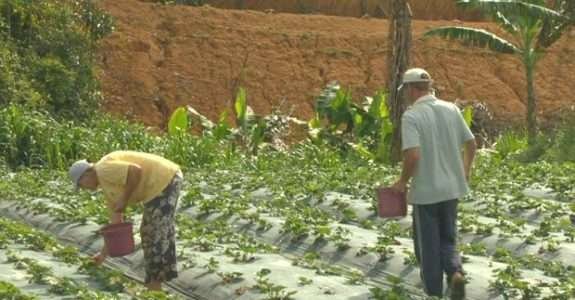 Produção de orgânicos no ES vai aumentar em 2014, diz governo
