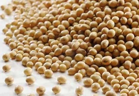 Oportunidades da produção brasileira de grãos não transgênicos Oportunidades da produção brasileira de grãos não transgênicos