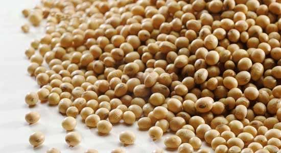 Oportunidades da produção brasileira de grãos não transgênicos