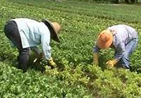 Evolução e cadeia produtiva da agricultura orgânica Evolução e cadeia produtiva da agricultura orgânica