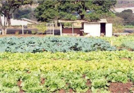 Cultivar o próprio alimento é alternativa para melhorar a qualidade de vida Cultivar o próprio alimento é alternativa para melhorar a qualidade de vida