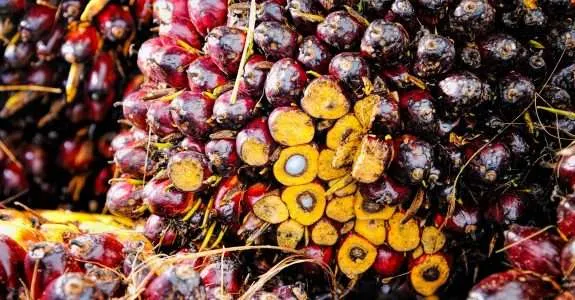 Preservação do ‘capital natural’ é um bom negócio Preservação do ‘capital natural’ é um bom negócio