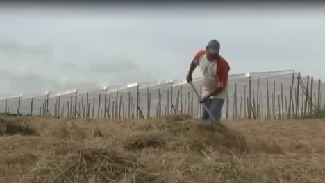 Cobertura Morta: economia de água e proteção ao solo Cobertura Morta: economia de água e proteção ao solo