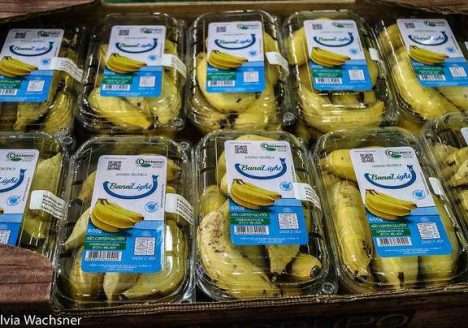 Cultivo orgânico da bananeira