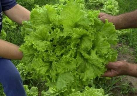 Produtores do Sul de Minas recebem certificação de hortaliças orgânicas
