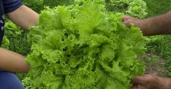 Pesquisadores avaliam alface para sistema orgânico