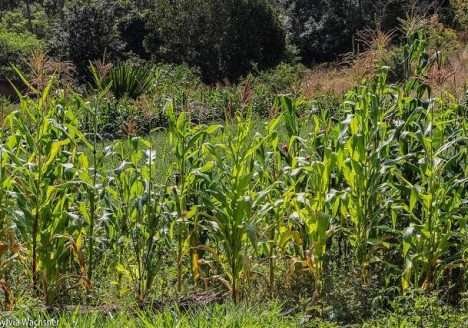 Milho verde consorciado com leguminosas anuais Milho verde consorciado com leguminosas anuais