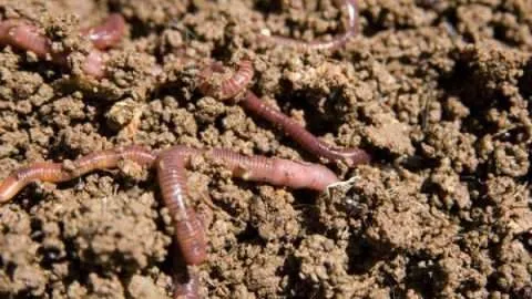 composting20worms.40134719