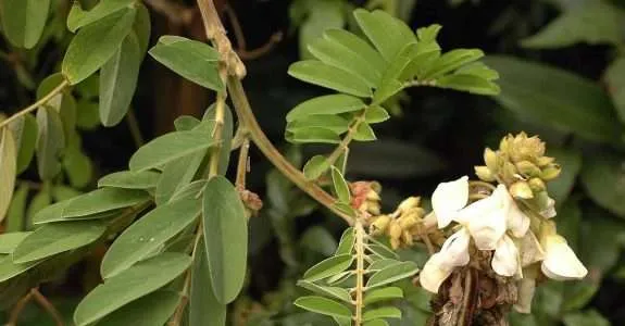 Crescimento da leguminosa arbustiva Tefrósia em sistema orgânico de produção Crescimento da leguminosa arbustiva Tefrósia em sistema orgânico de produção