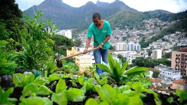 horta comunitária
