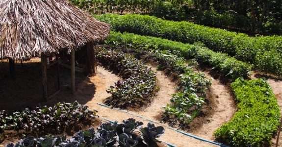 Produtores do MS recebem certificação em orgânicos